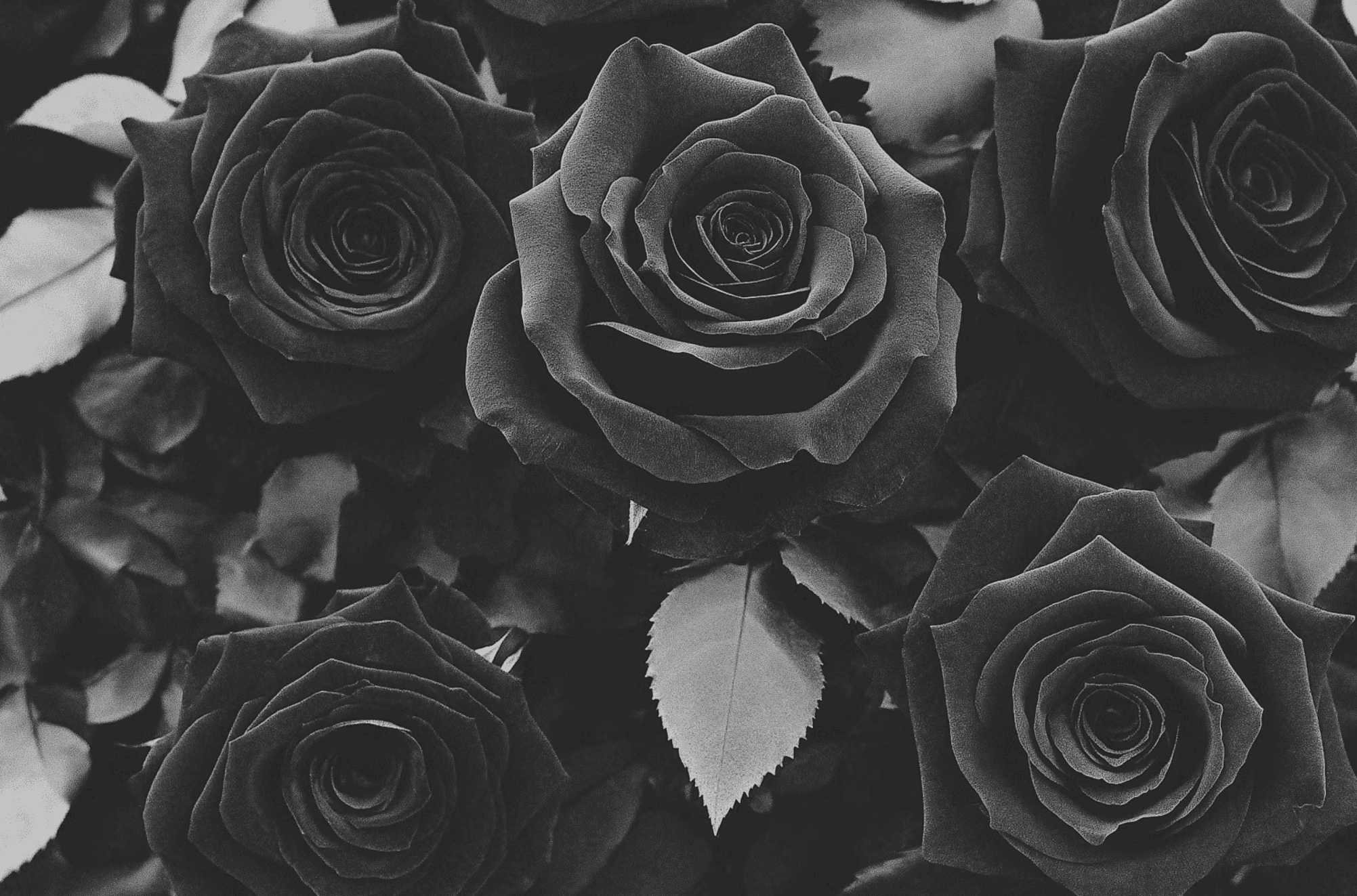 Dark roses with scattered granular details